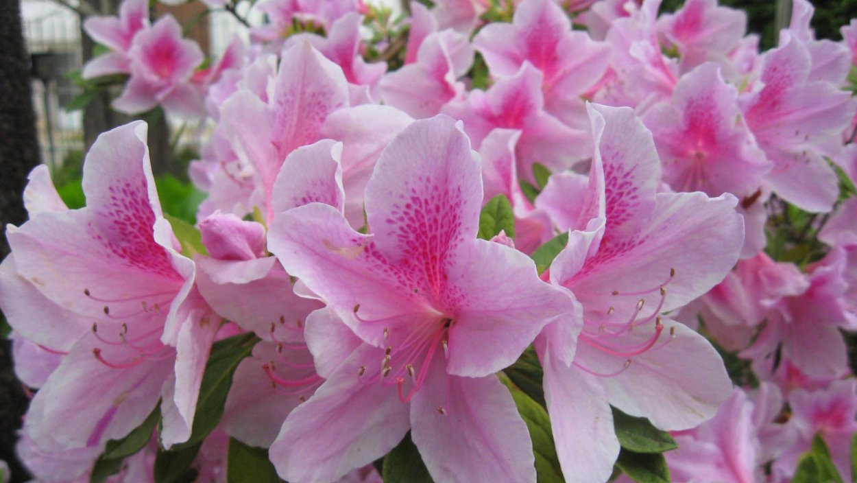 Лилия махровая