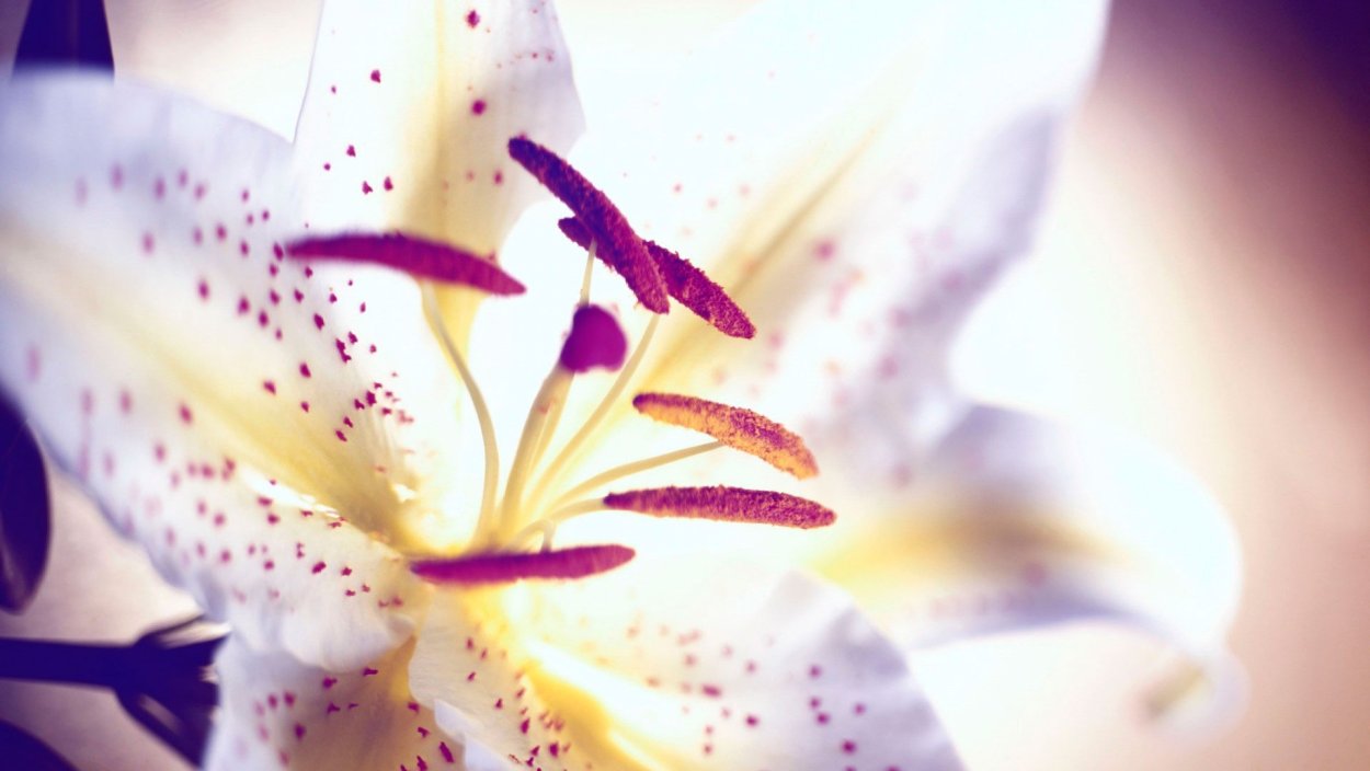 Лилия Пиренейская