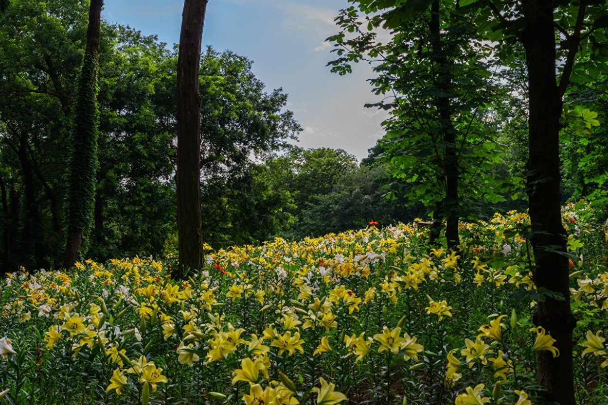 Поляна цветов лилии