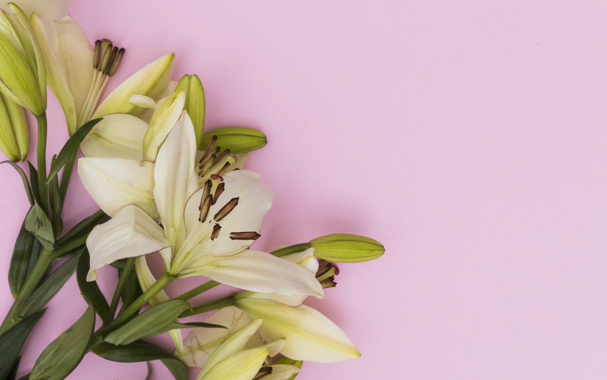 Фон с лилиями