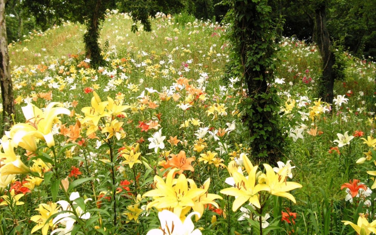 Ботанический сад Латвии лилии