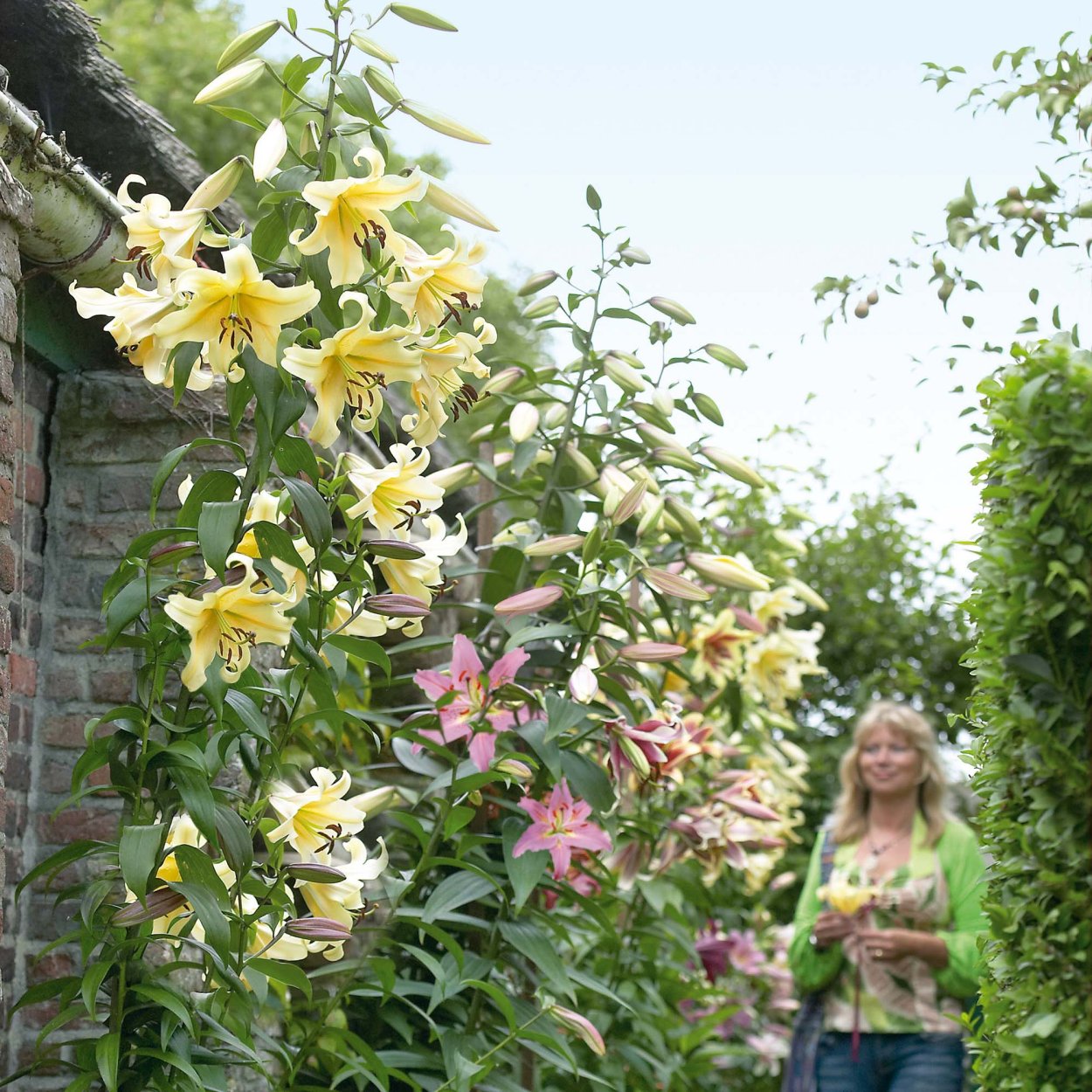 Древовидная Лилия пирамидальная