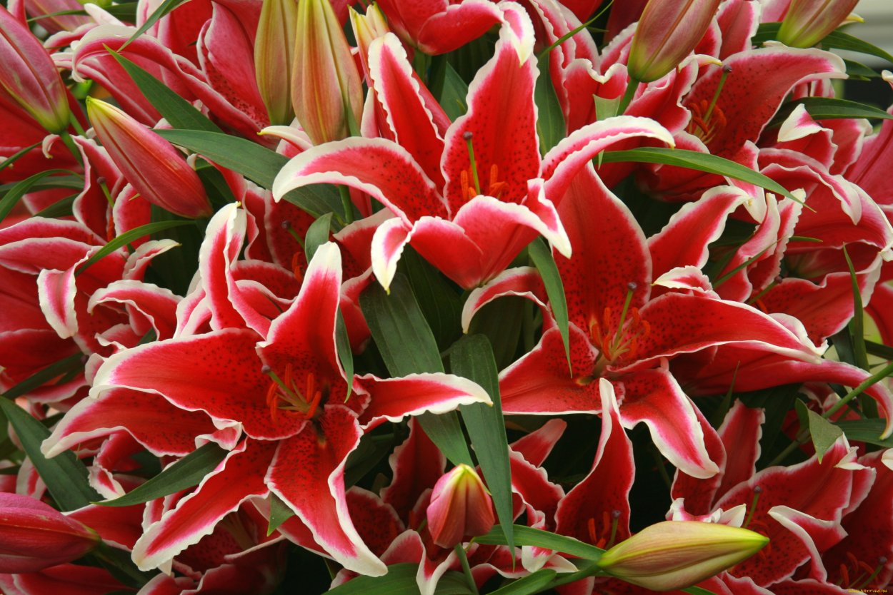 ЛФ розовая Лилия