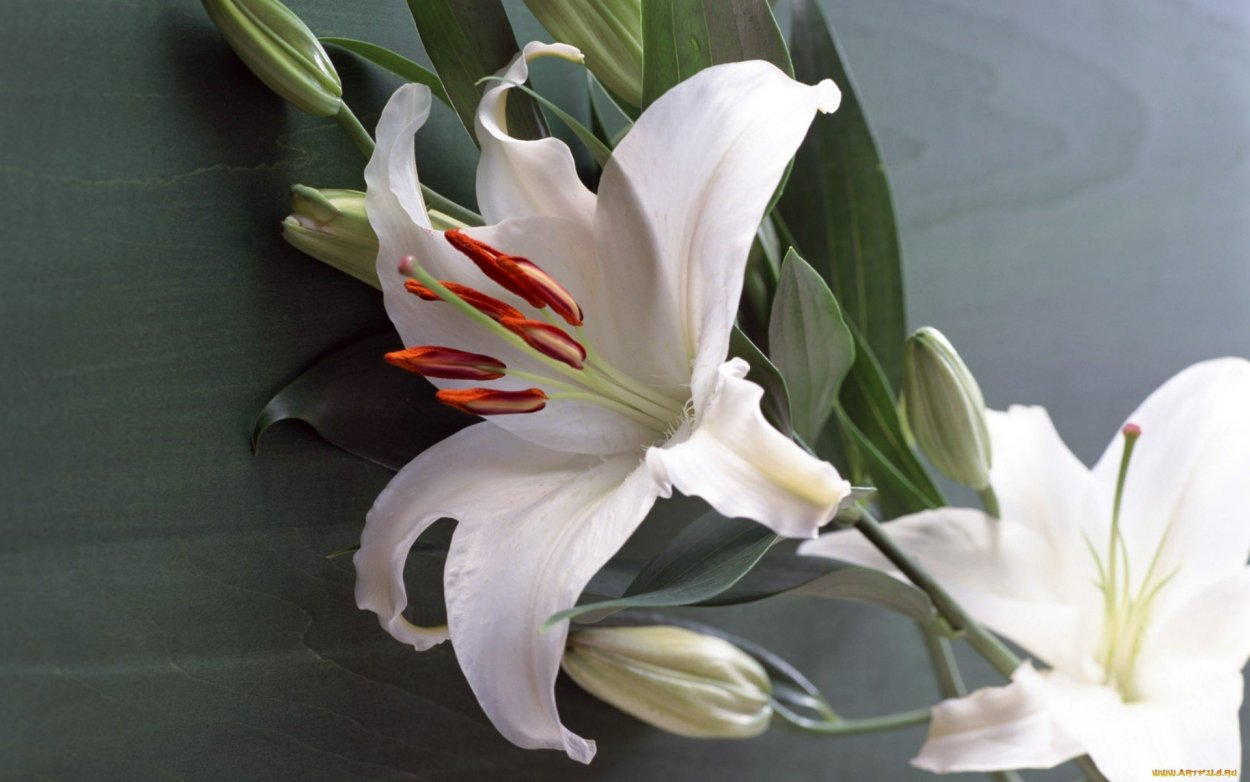 Лилия Бриндизи