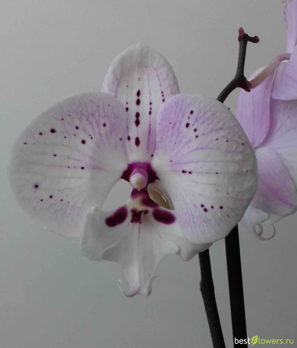 Орхидея Phalaenopsis big Lip