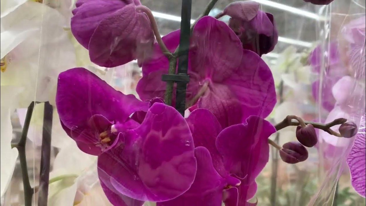 Орхидея фаленопсис Биг лип Еллоу кизз