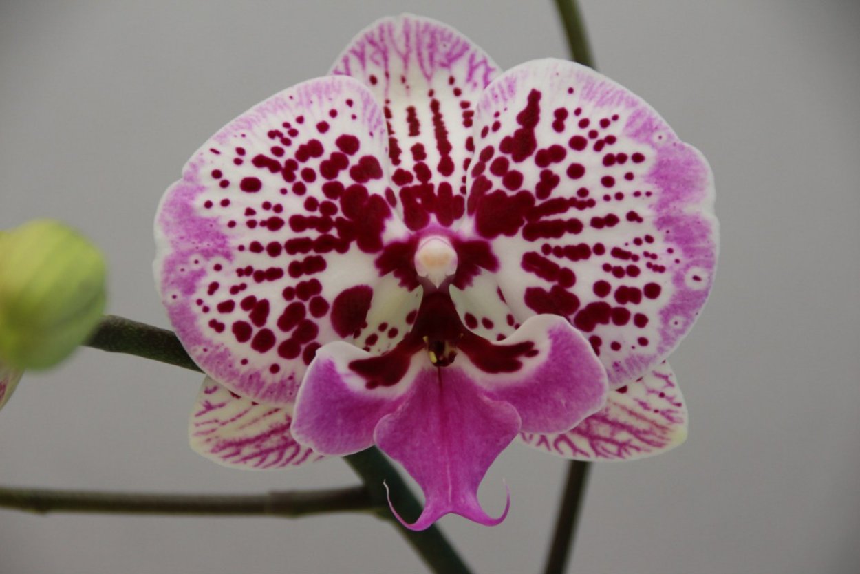 Орхидея Биг лип рейянг эди