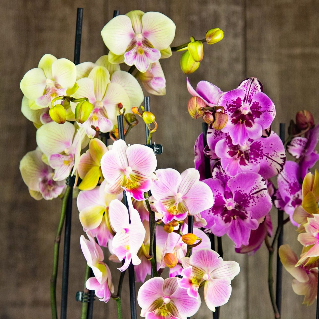 Фаленопсис Биг лип "Yellow Kizz"