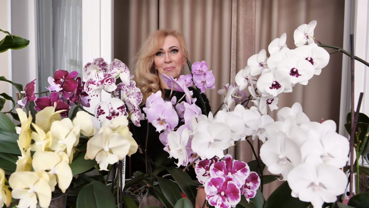 Фаленопсис Mei dar Prince