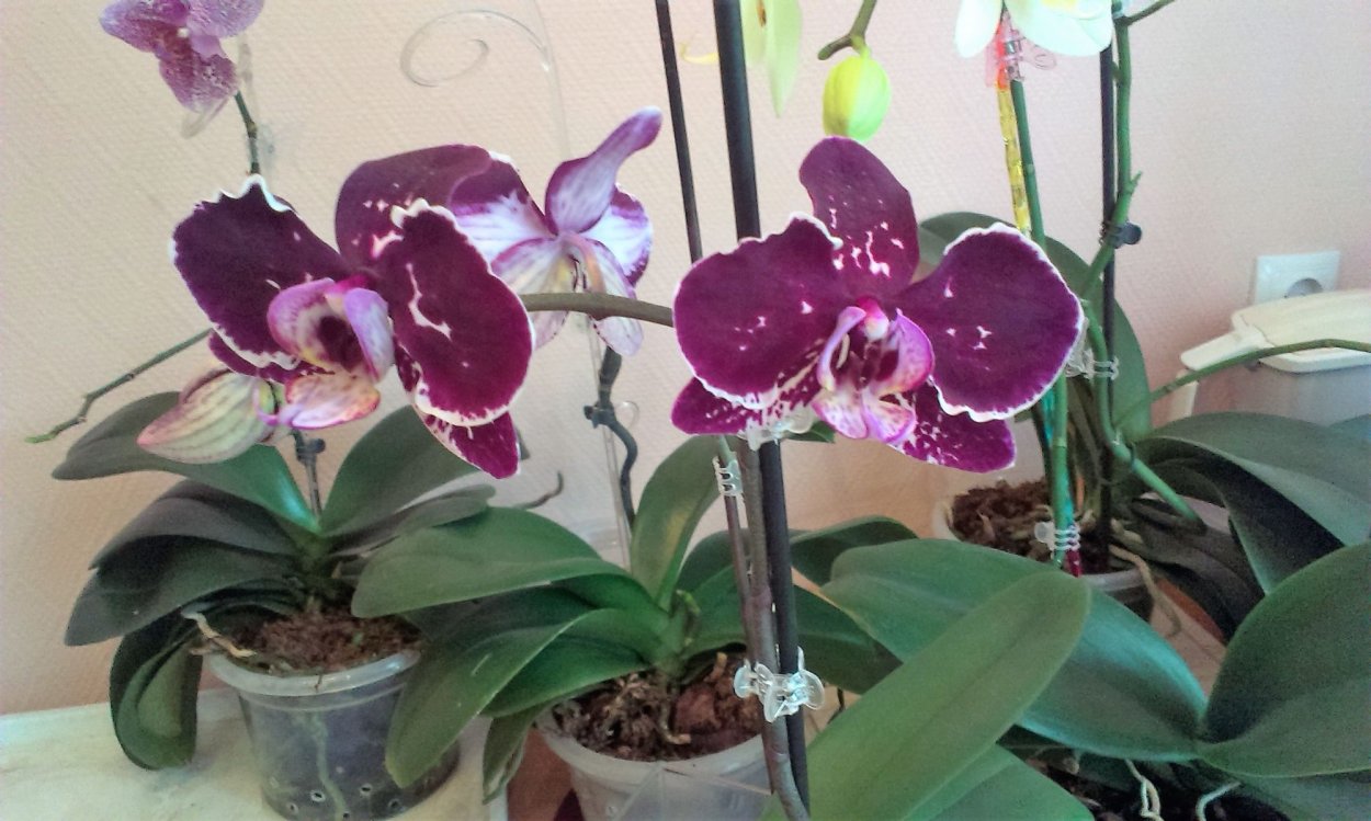 Орхидея Phalaenopsis Джиллиан