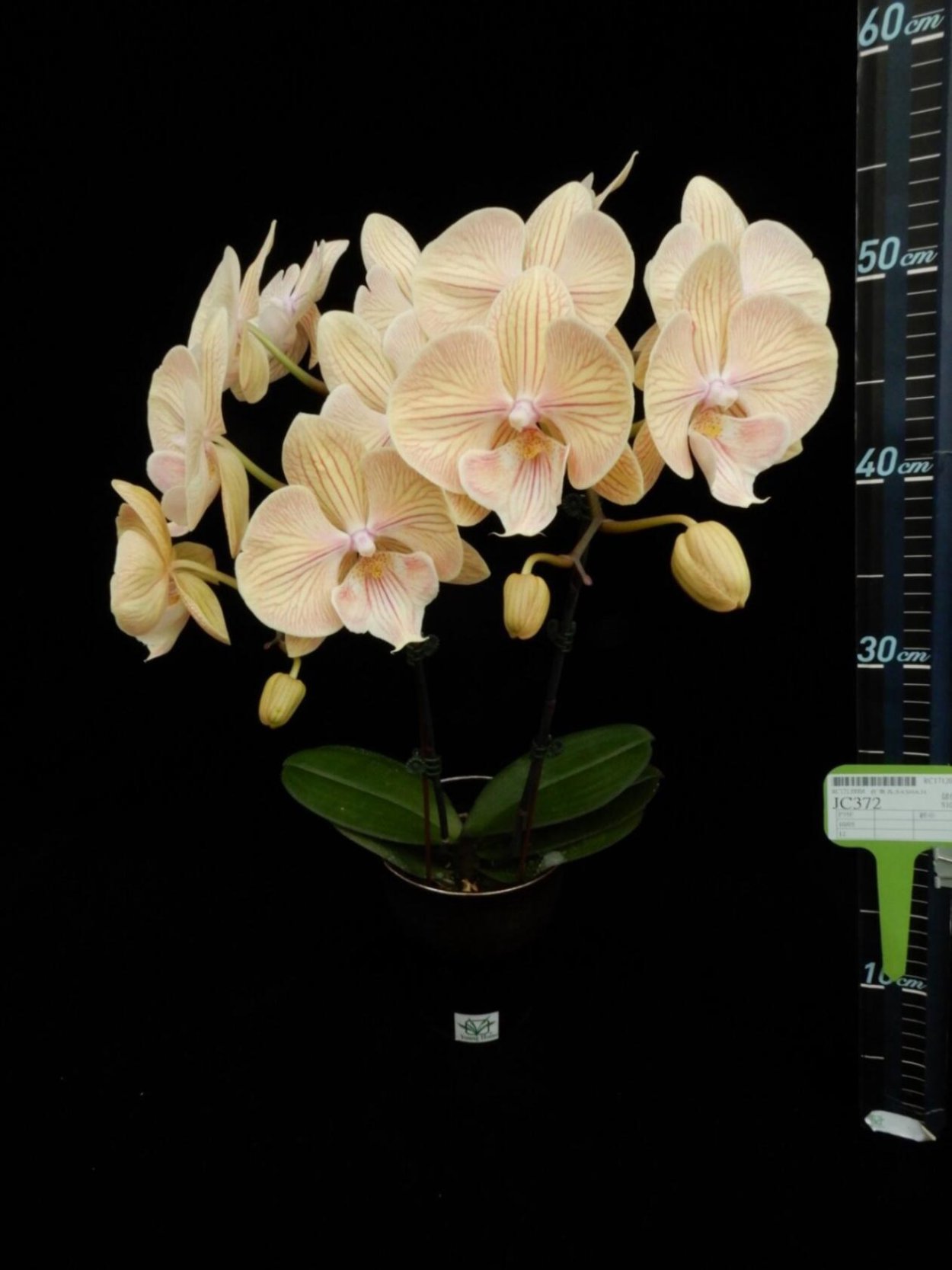 Орхидея Phalaenopsis Tinkerbells Kizz