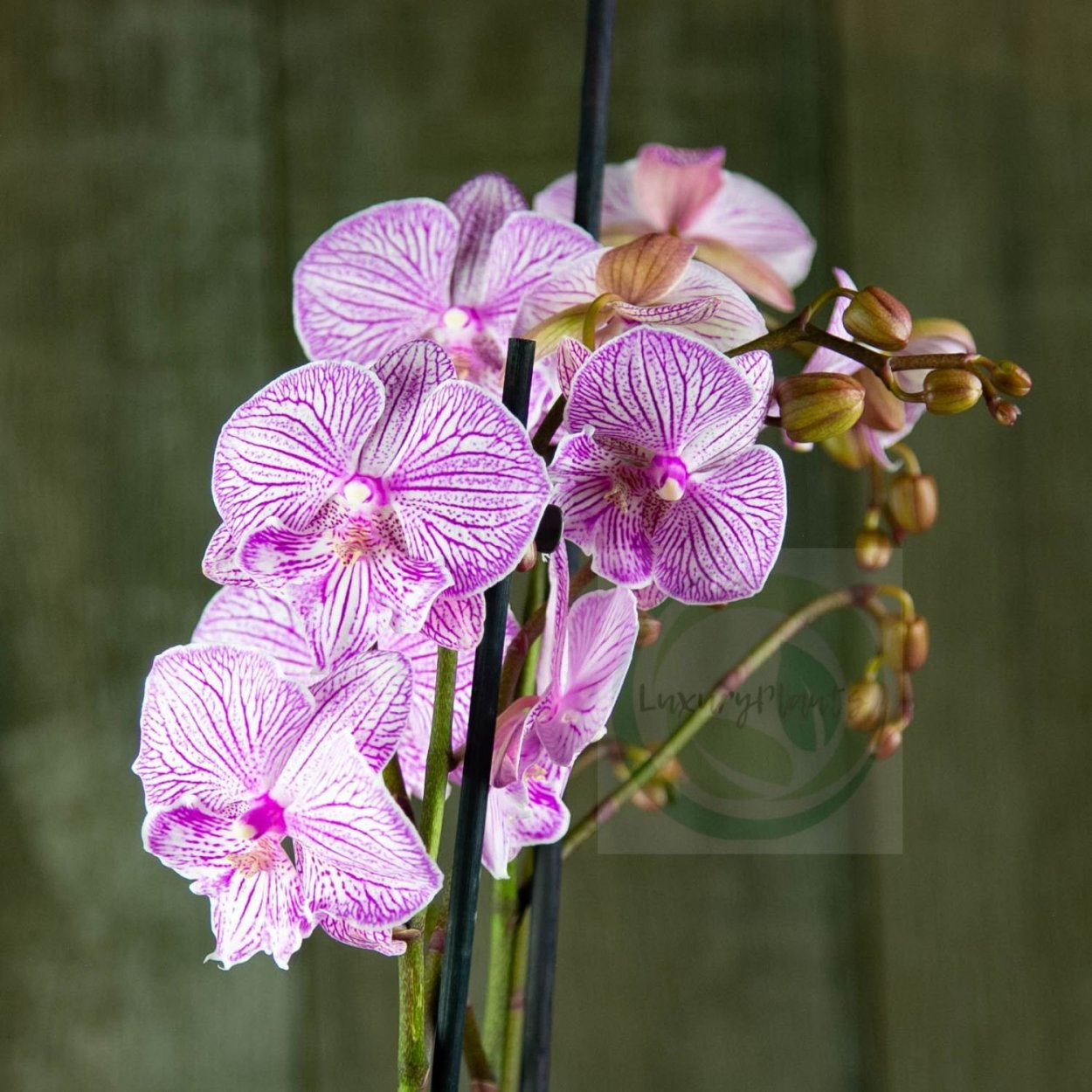 Фаленопсис Карен Биг лип