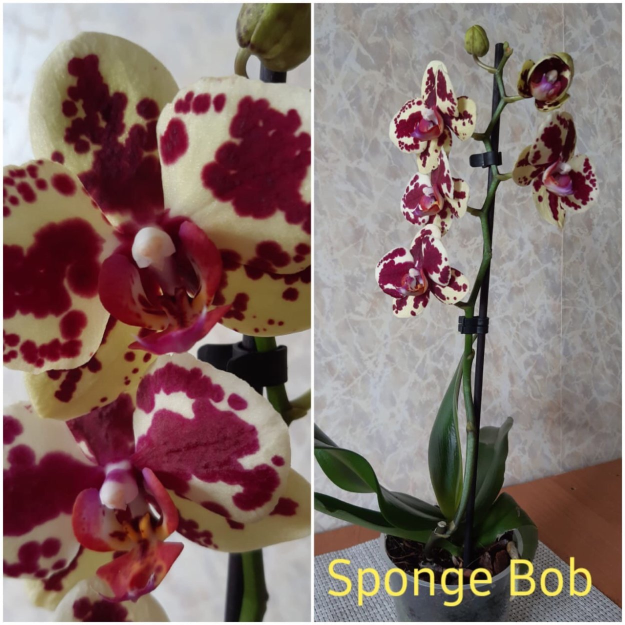 Фаленопсис Анастасия Биг лип