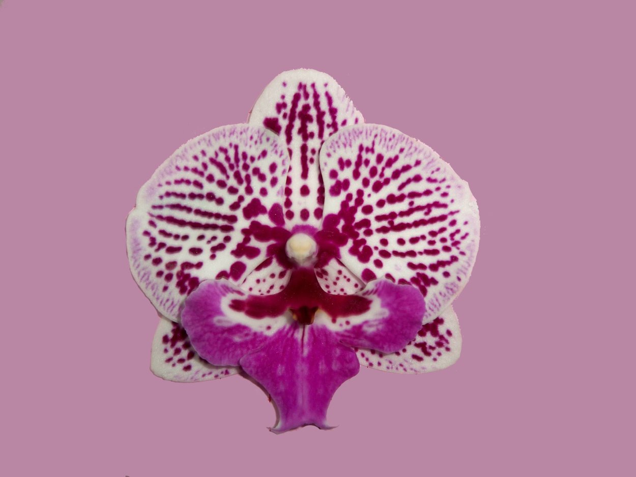 Sparkling Kizz Орхидея