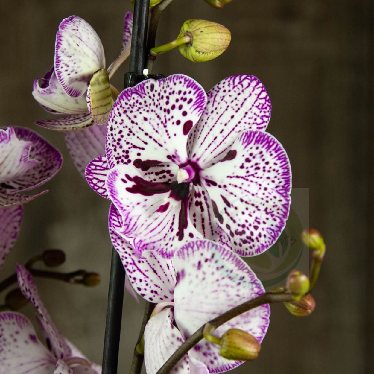 Орхидея Phalaenopsis Astrid