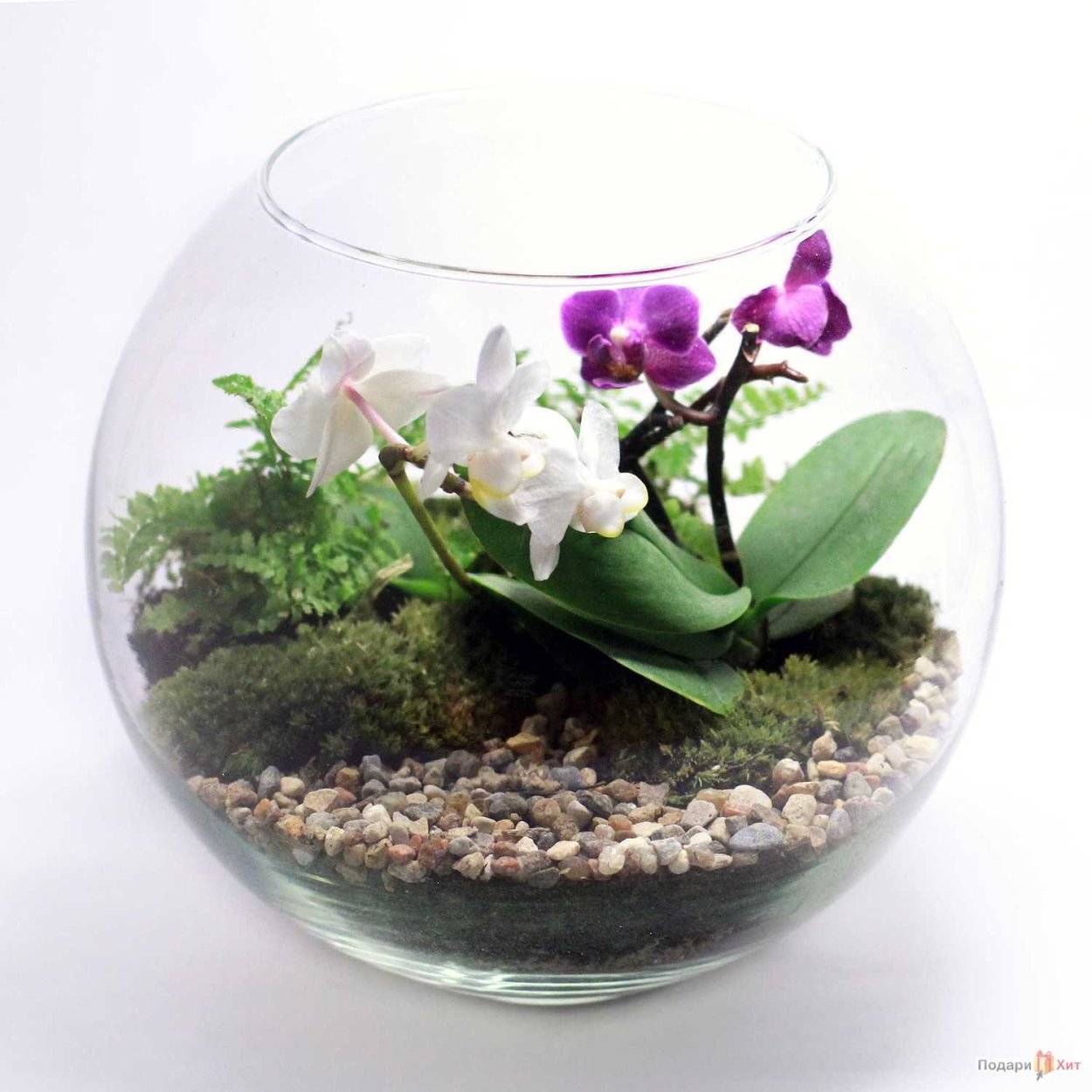 Фаленопсис во флорариуме