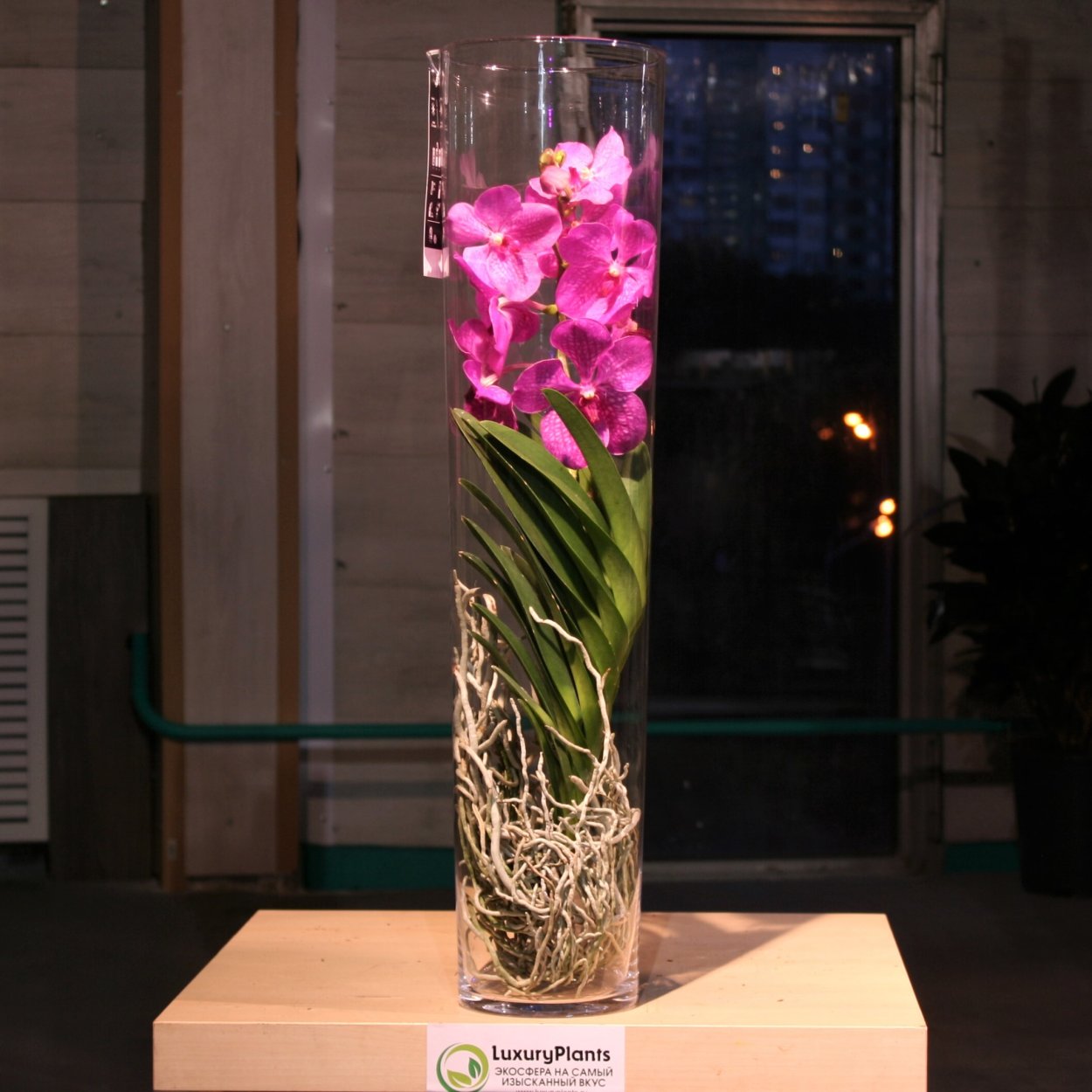 Vanda Hybriden 70/22 - Ванда в стекле