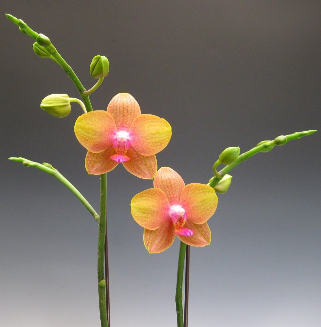 Фаленопсис Сансет