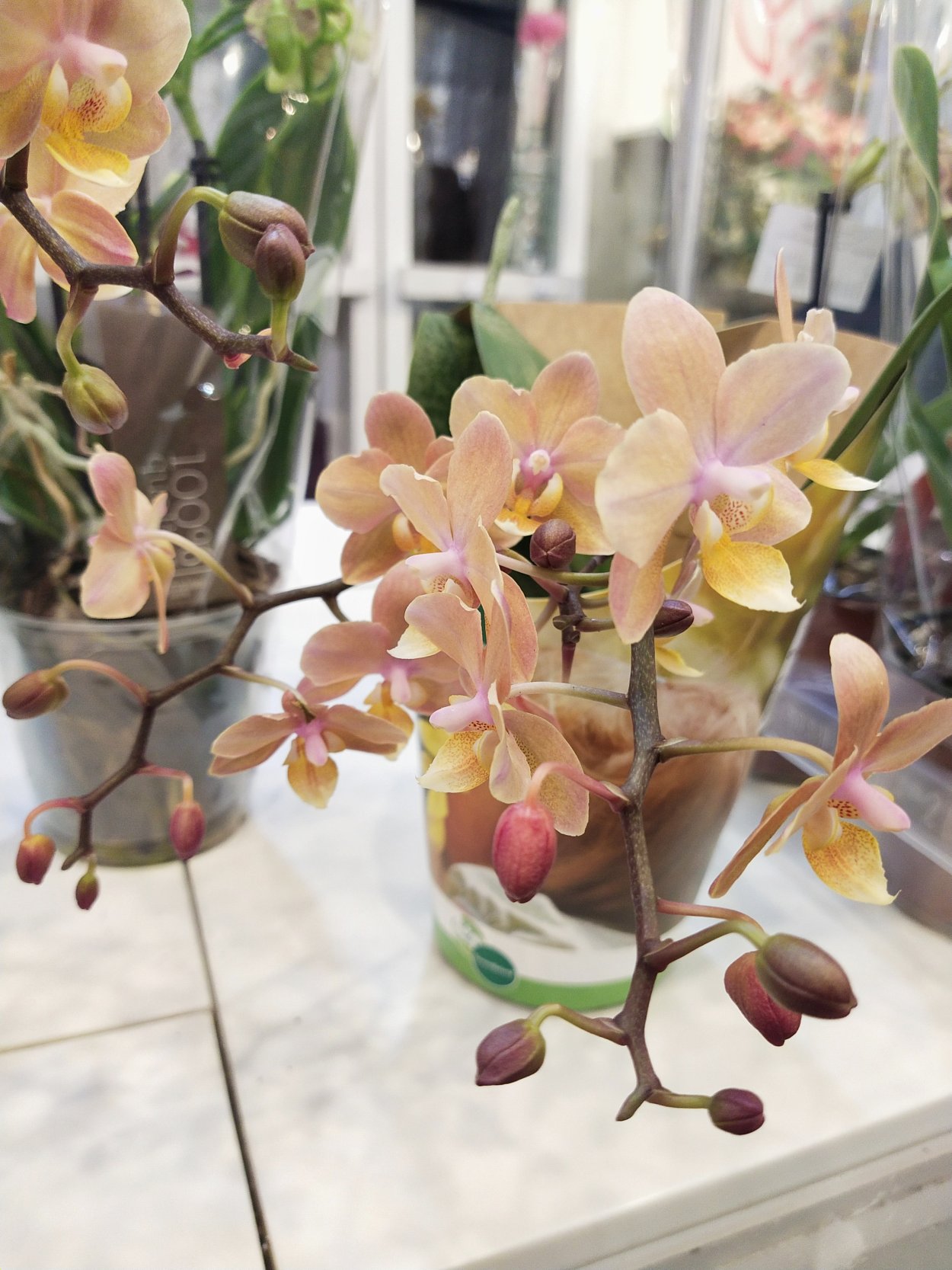 Фаленопсис одорион Арома