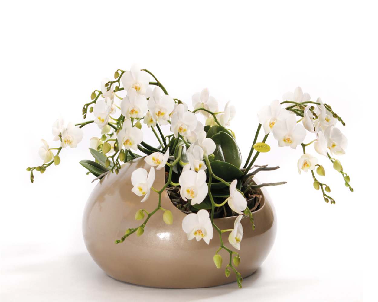 Opti Flor Artisto название цветов