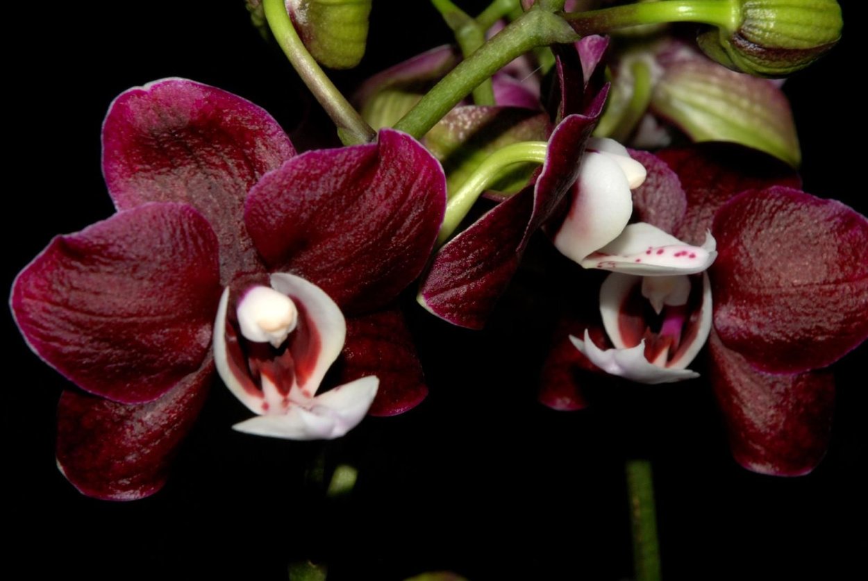 Фаленопсис шоколад Phalaenopsis Chocolate