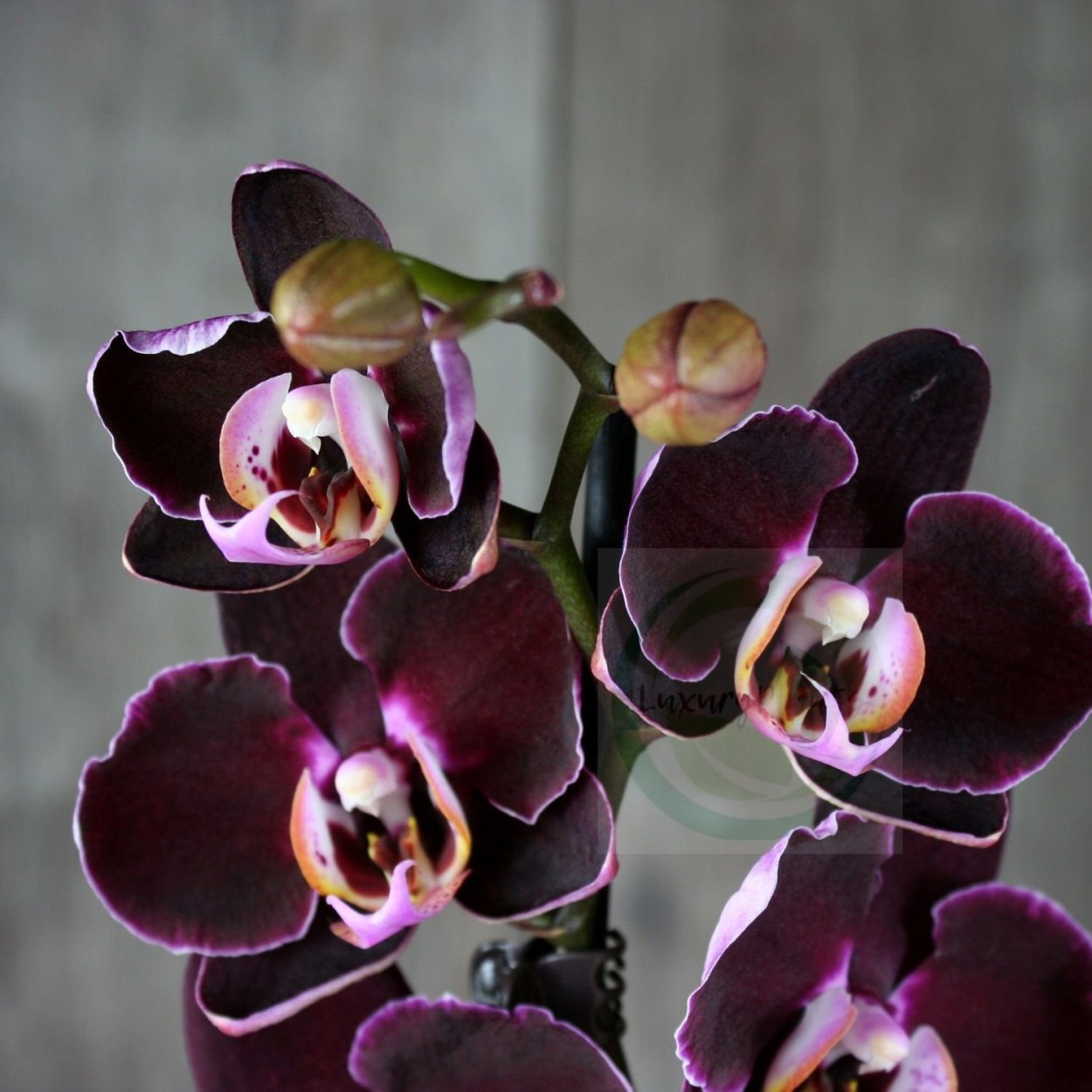 Орхидея Phalaenopsis Marillion