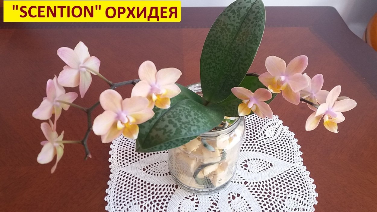 Фаленопсис Scention