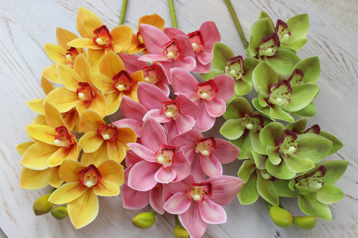 Цимбидиум (Cymbidium)