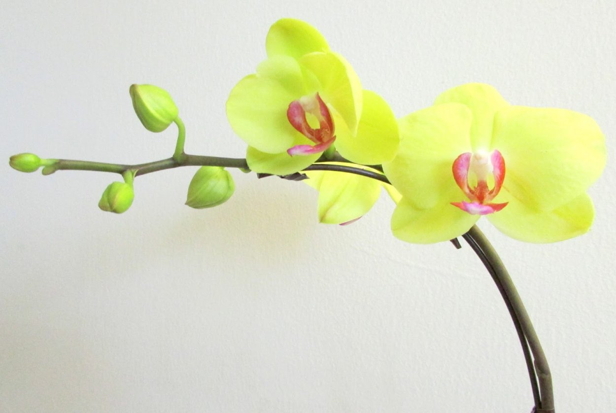 Желтая орхидея в горшке. Фаленопсис Лемонграсс. Орхидея Лемонграсс. Орхидея фаленопсис зеленая. Фаленопсис Лемонграсс Орхидея.