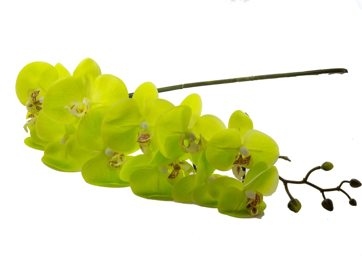 Орхидея Грин Эппл