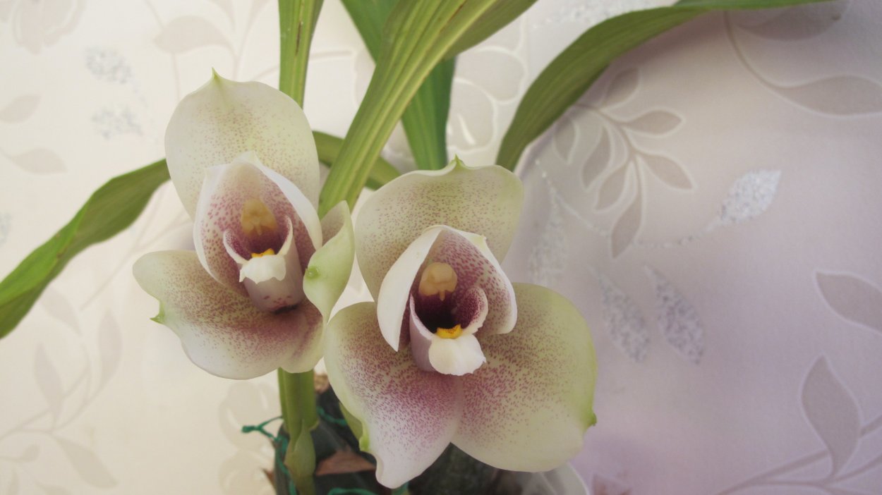 Ликаста Green Apple