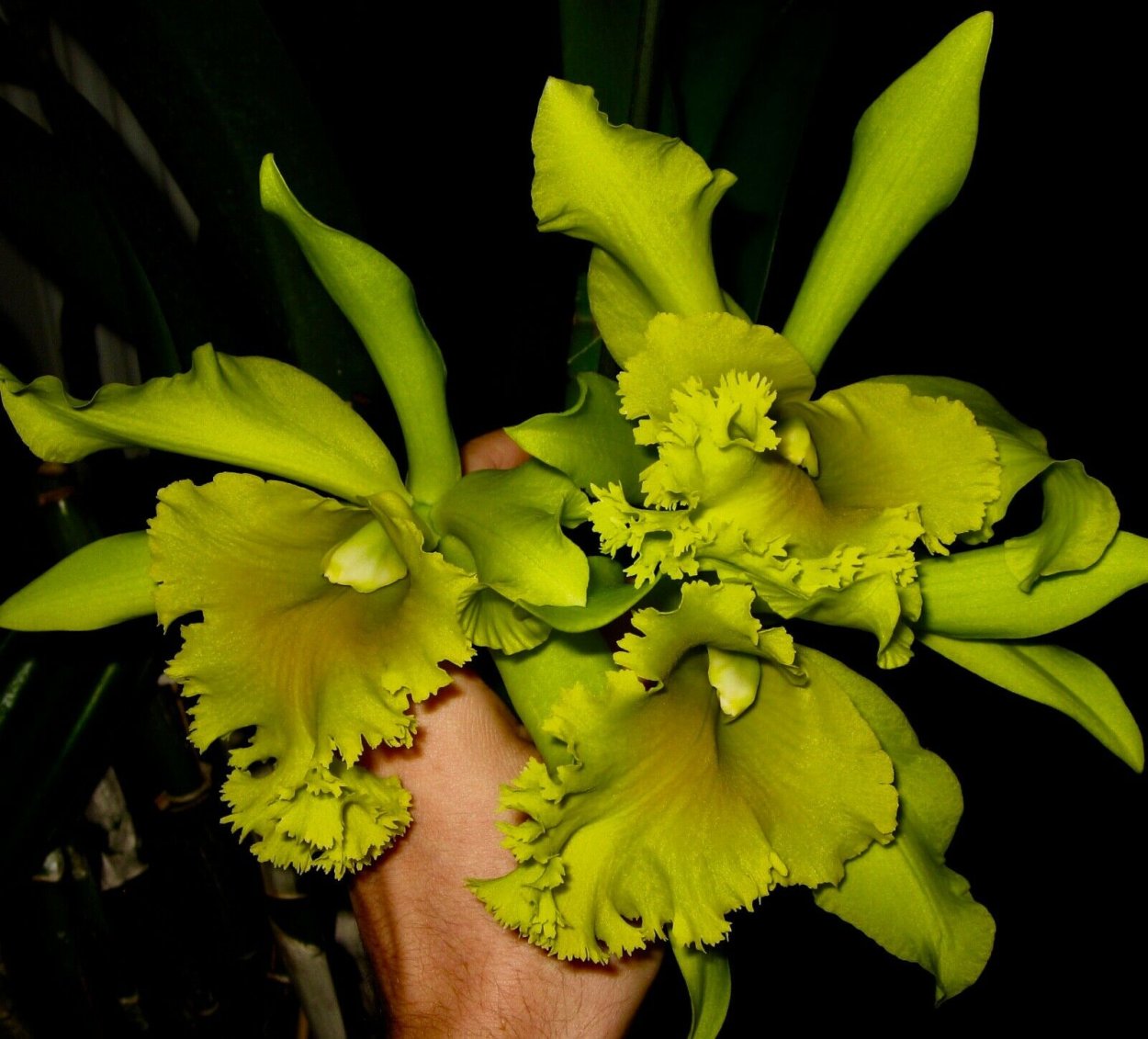 Орхидея Каттлея зеленая