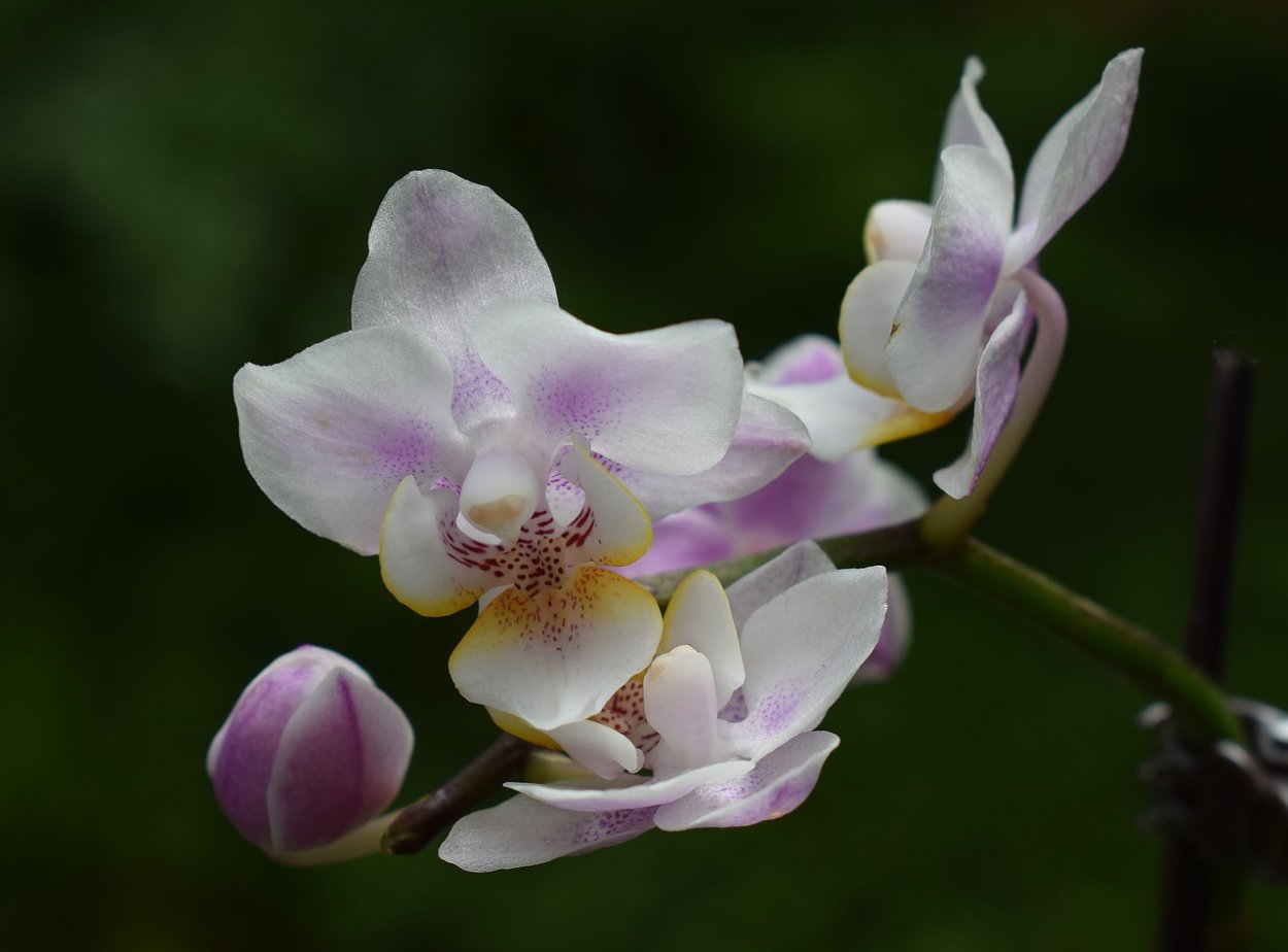 Phalaenopsis Hybrid фаленопсис