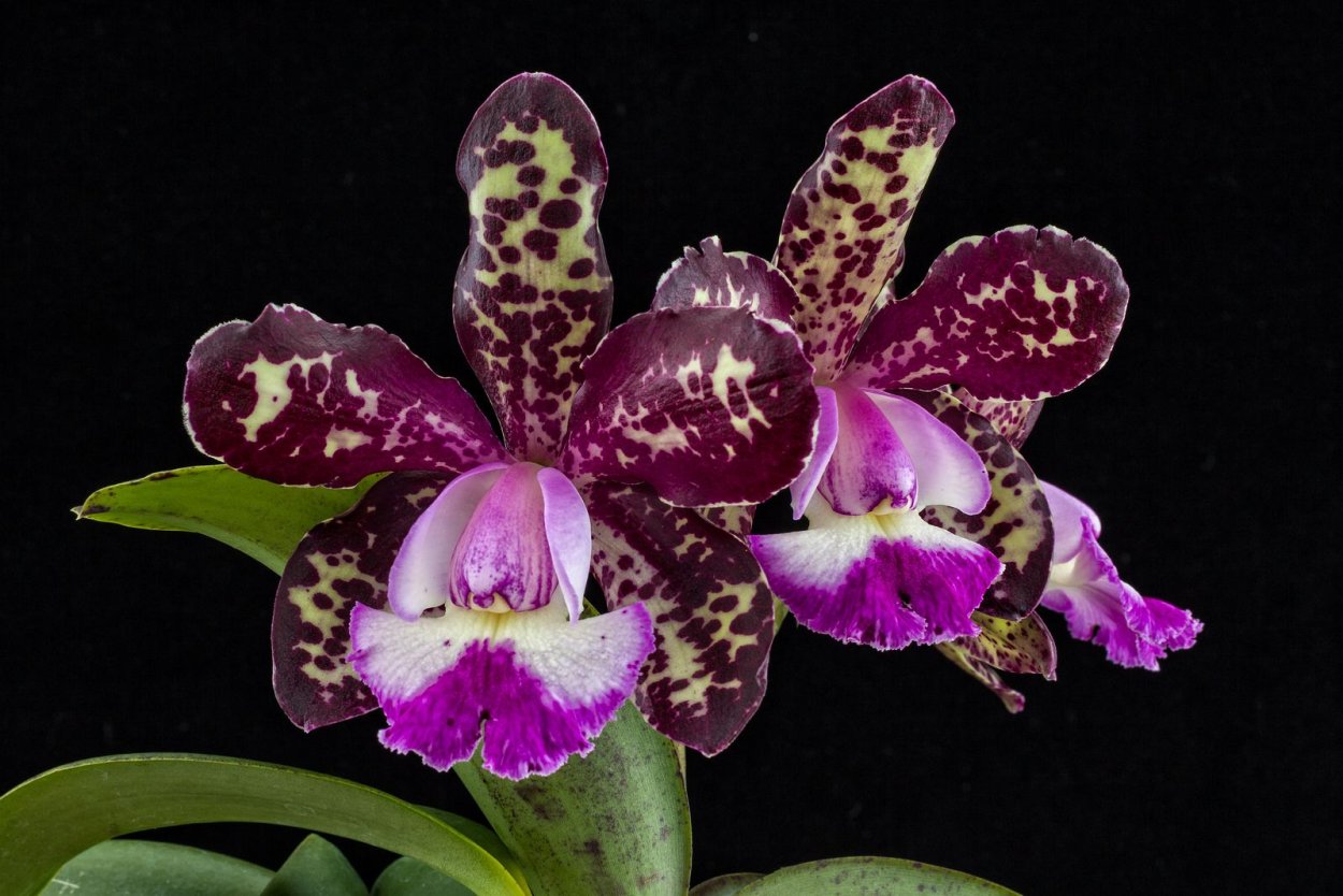 Каттлея Экланда (Cattleya aclandiae)
