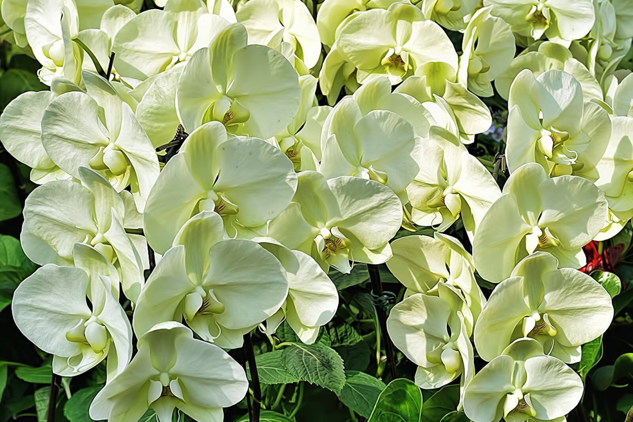 Фаленопсис Грин Эппл