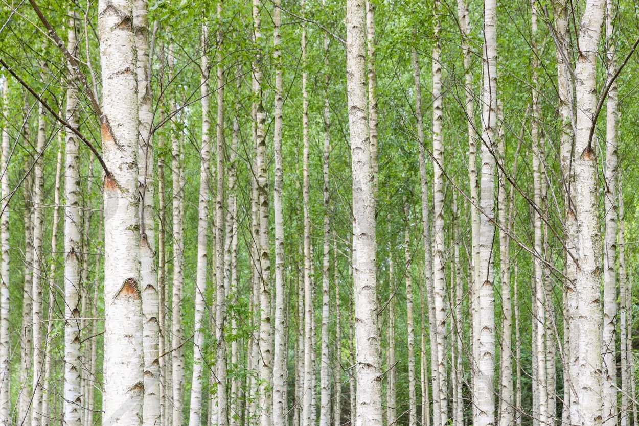 Береза ствол текстура