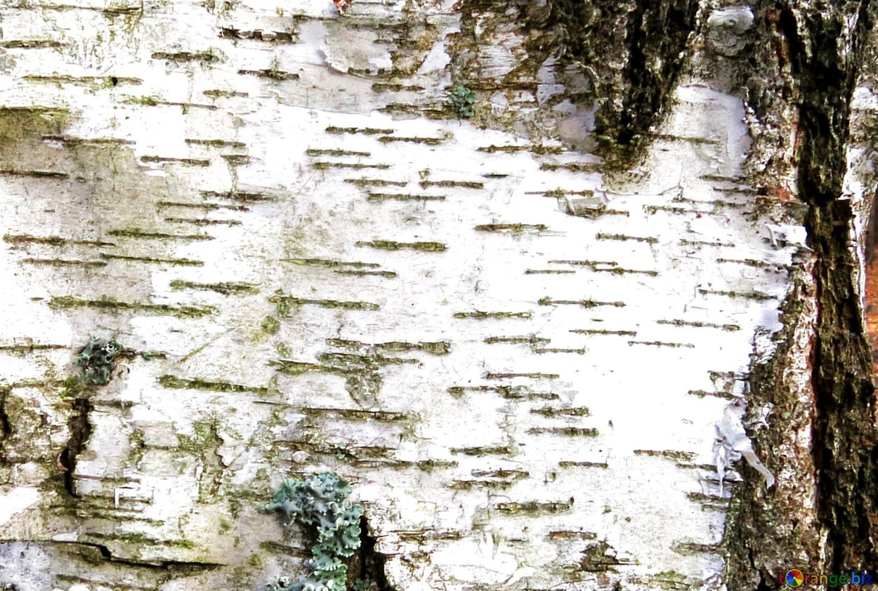 Фон для презентации Березка сбоку