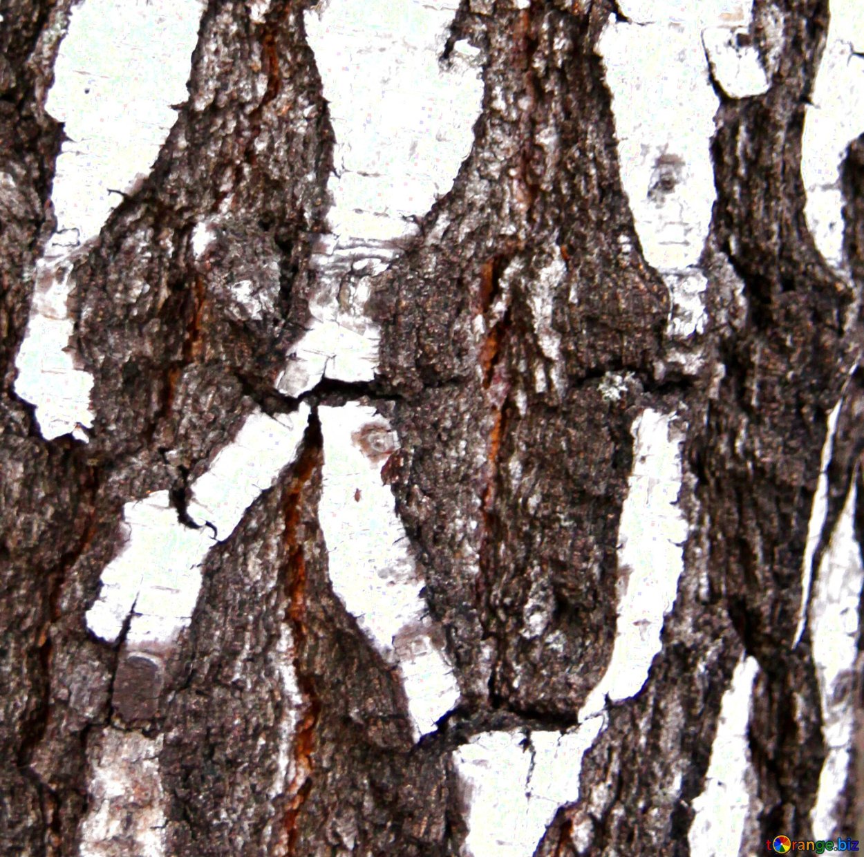 Текстура березы бесшовная