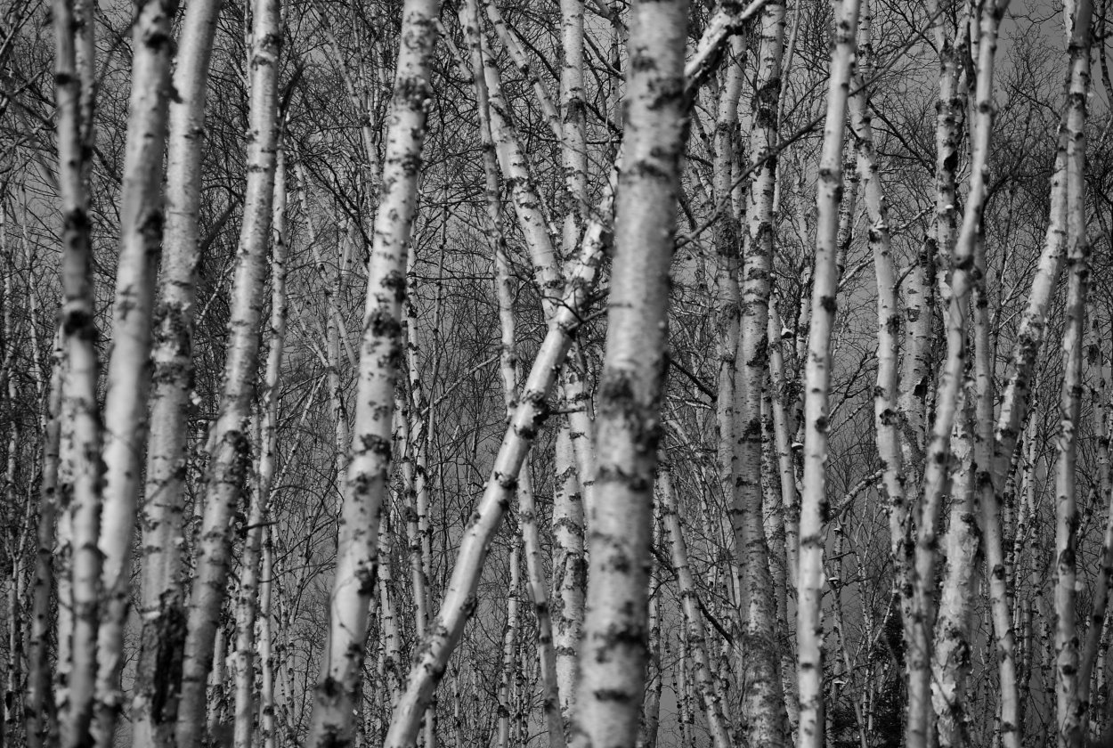 Береза паттерн