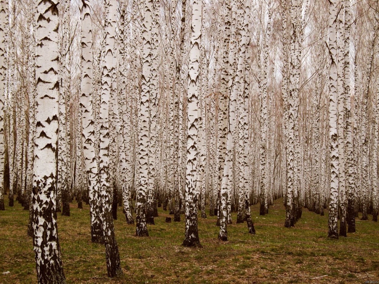 Текстура березы