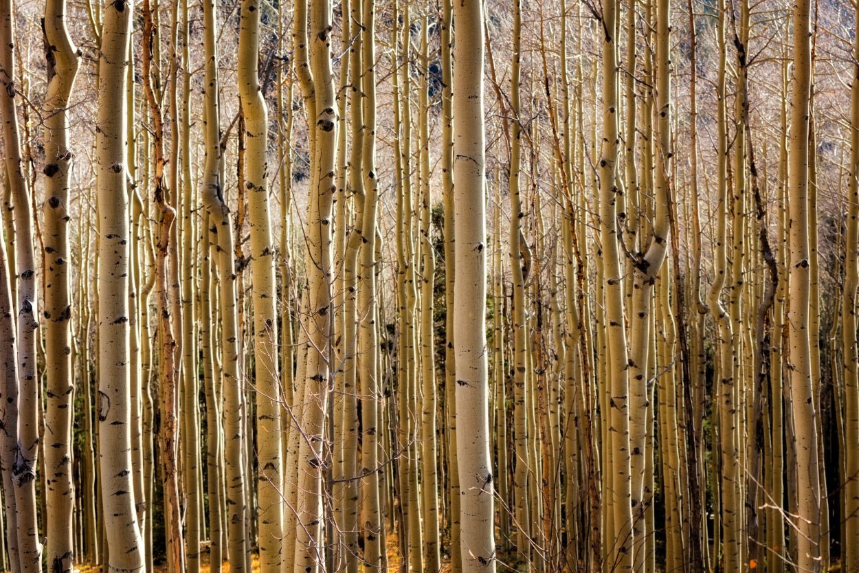 Кора березы текстура