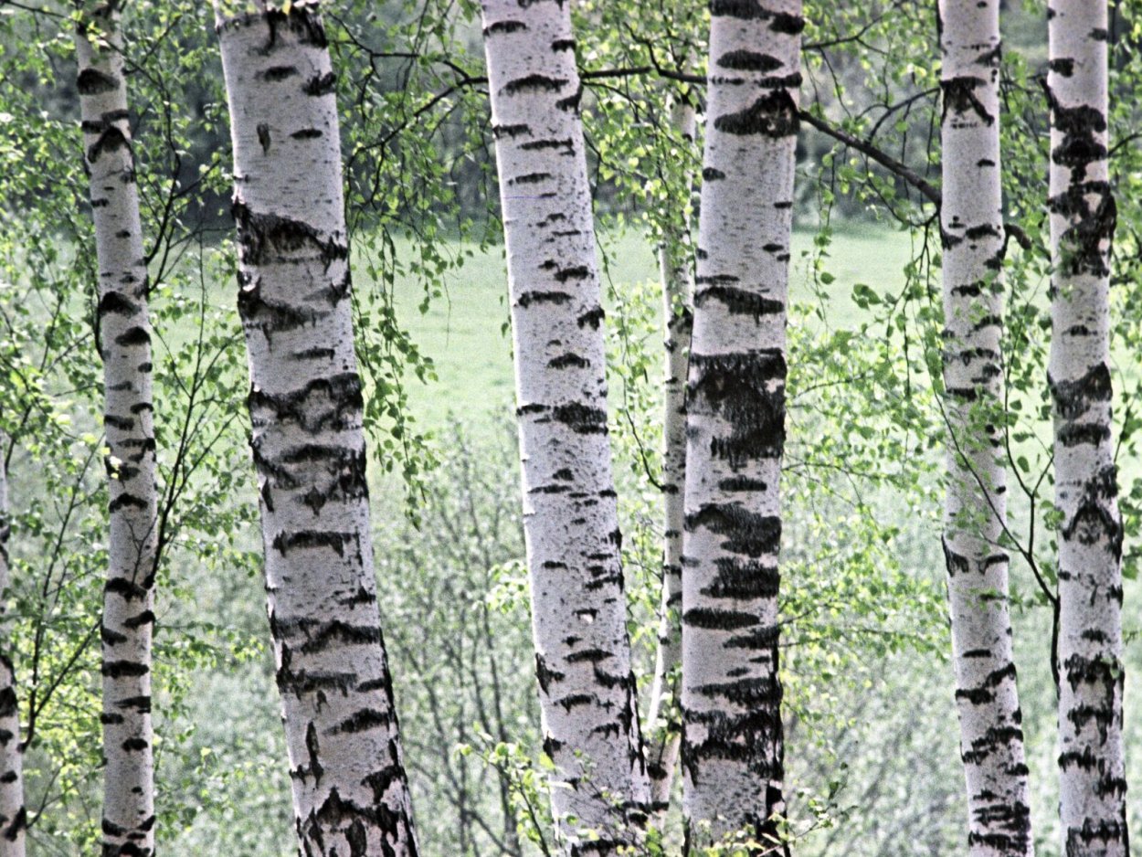 Белоствольная береза