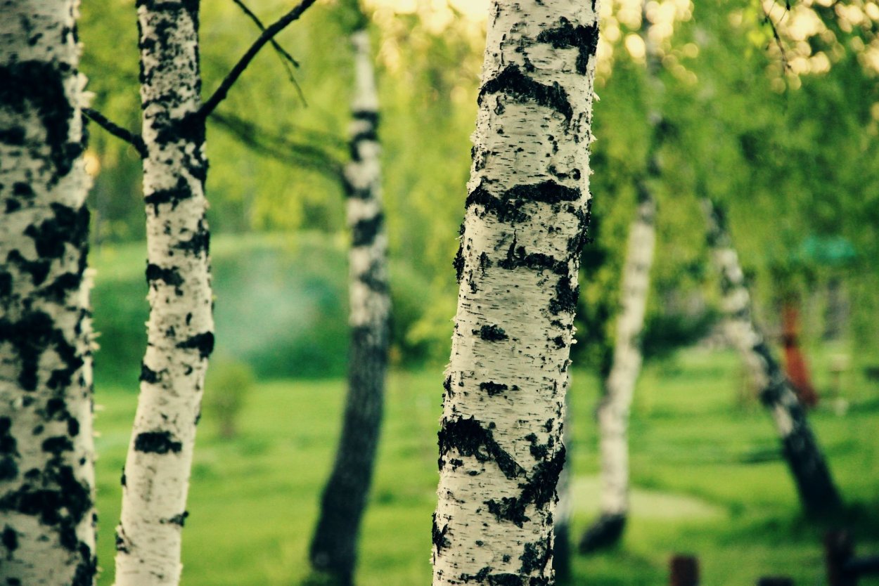 Береза картинка