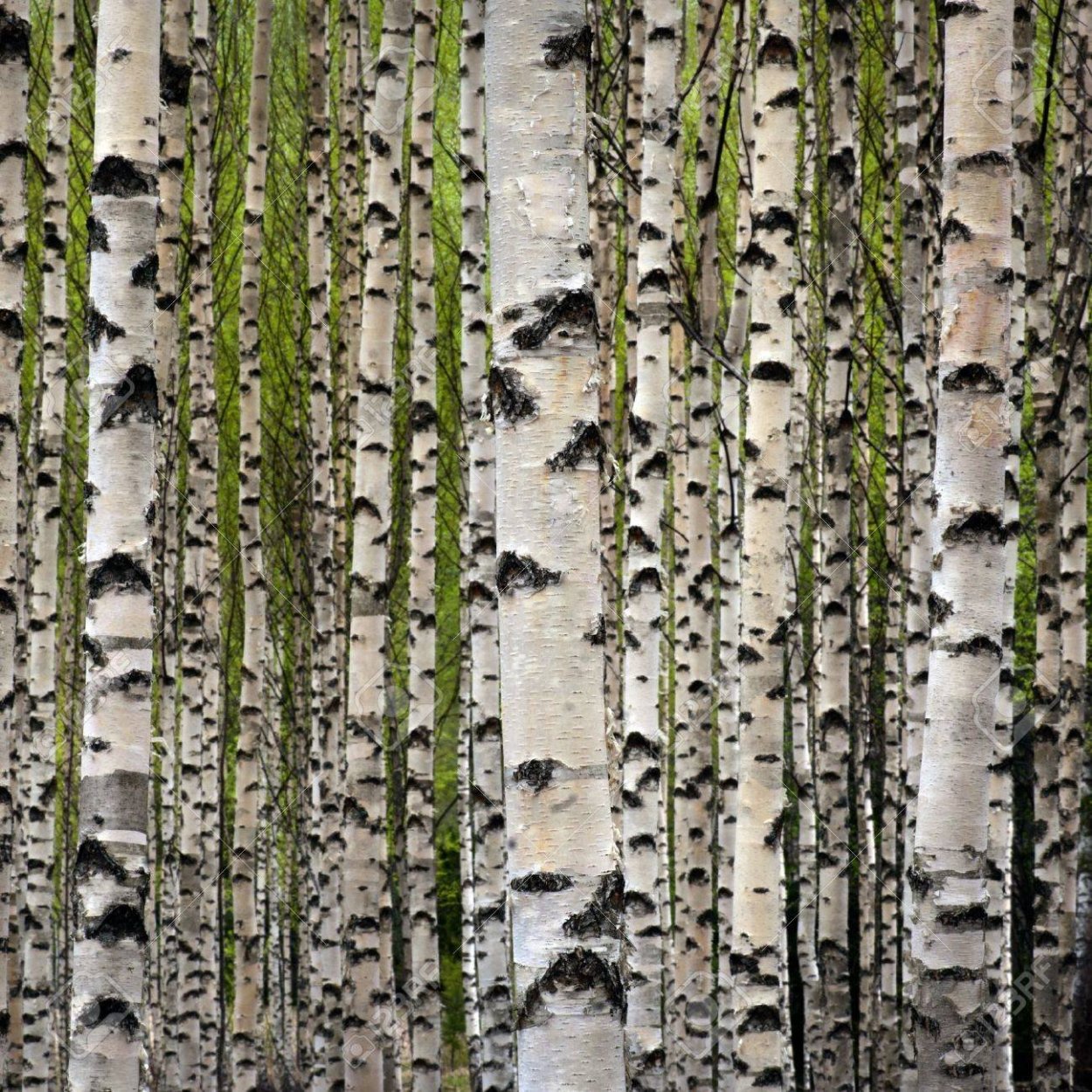 Кора березы бумага