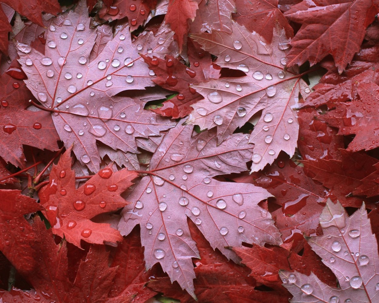 Клен с красными листьями