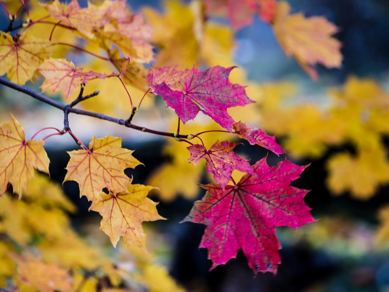 Осенние листья