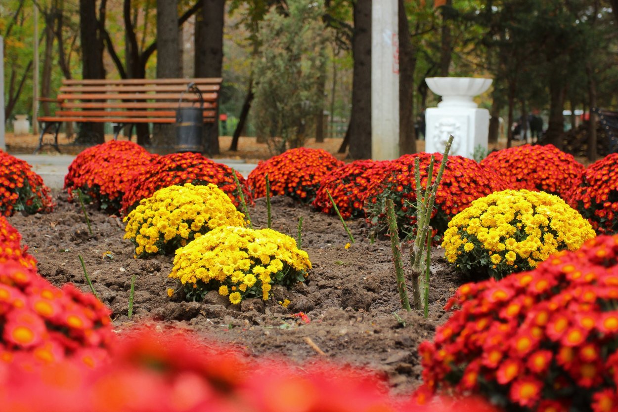 Хризантема мультифлора Дора