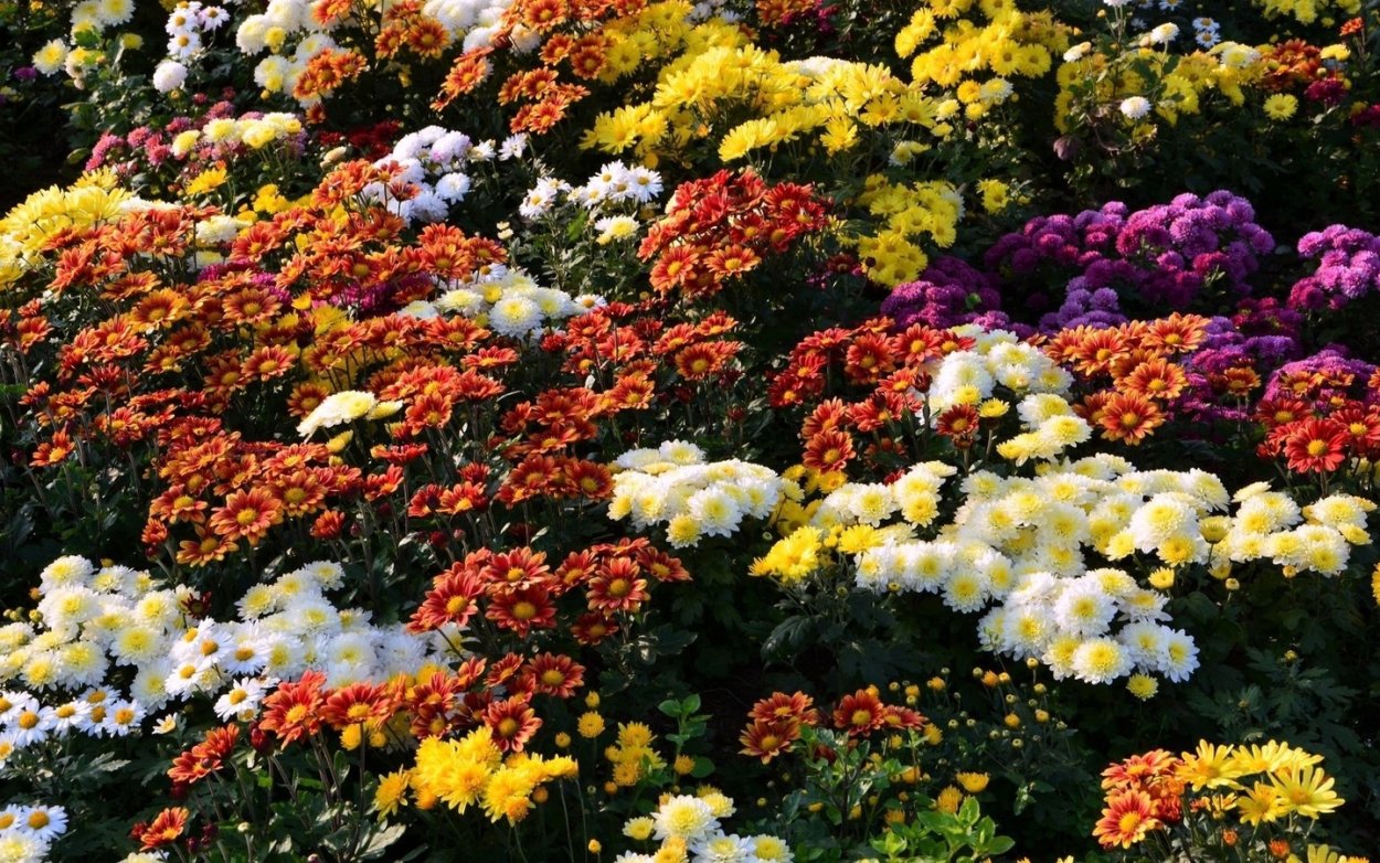 Рябинки цветы на клумбу