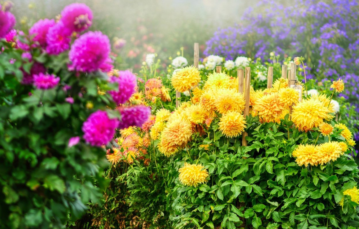 Георгины в Аптекарском огороде