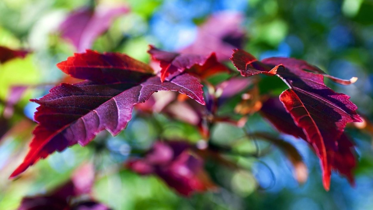 Красивые листья